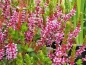 Preview: Rotala